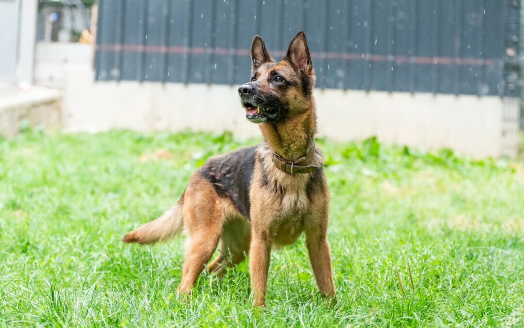 Cheyenne