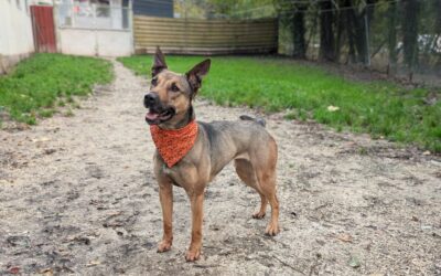 Dona – Adoptée en Mars 2026