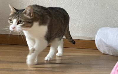 Chat Fiv, pas un handicap à l’adoption