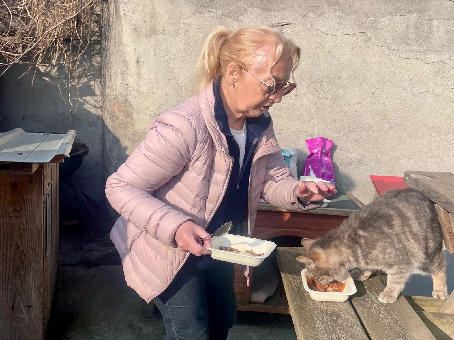 brigitte-chat-grisrecadre