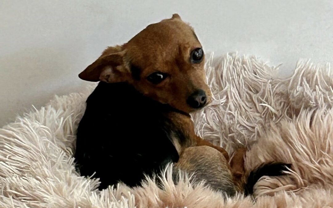 Abby – Adoptée en Décembre 2025