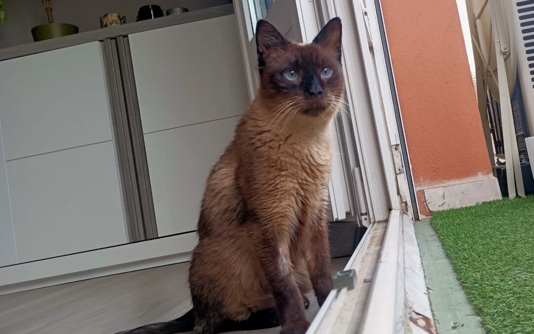 Timinou – FIV+ Adopté en Décembre 2025