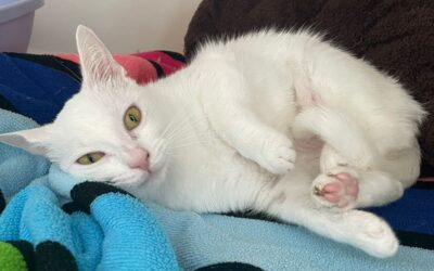Elsa – Adoptée en Octobre 2025
