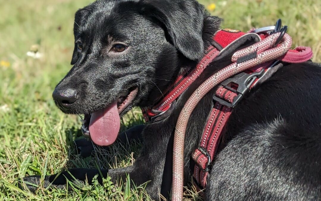 Anubis – Adopté en Octobre 2025