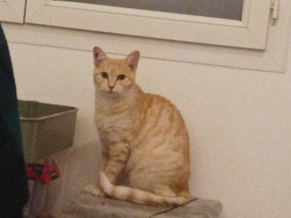 Clairette – Adoptée en Janvier 2026