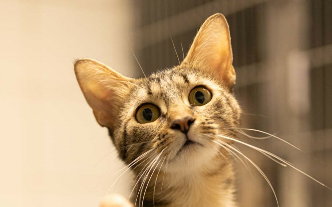 Ambre – Adoptée en Octobre 2025