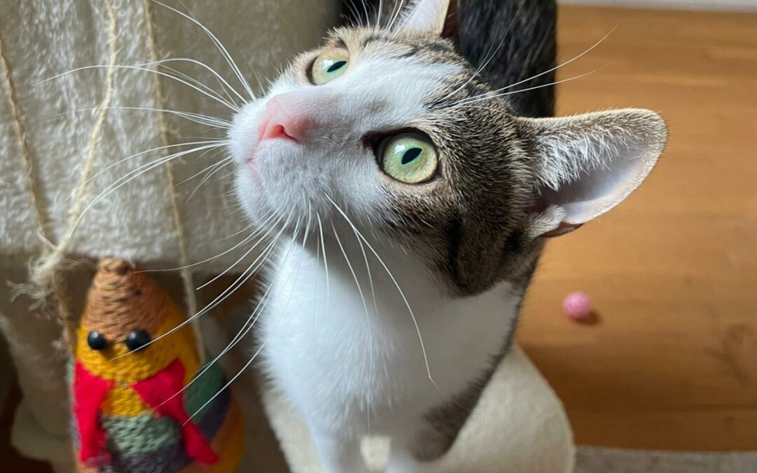 Mushu – Adopté en Octobre 2025