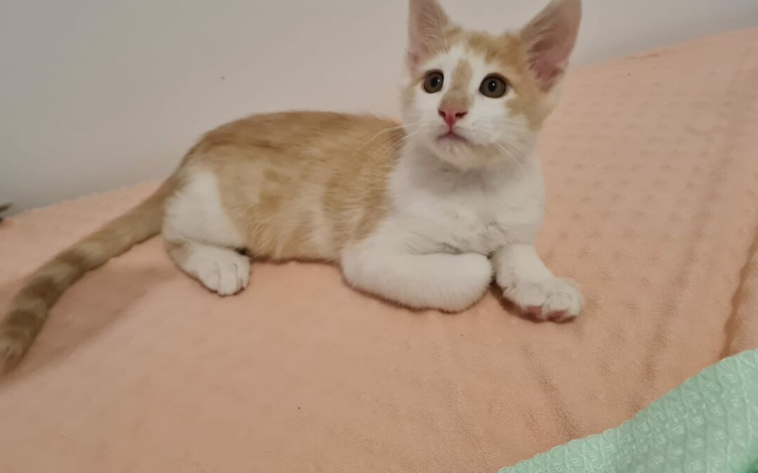 Enzo – Adopté en Octobre 2025