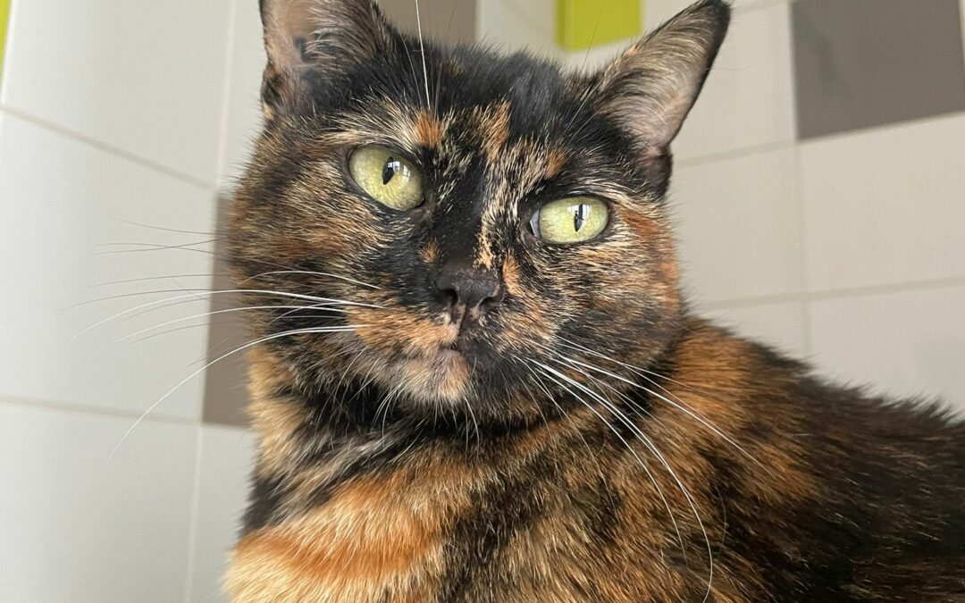Minette – Adoptée en Octobre 2025