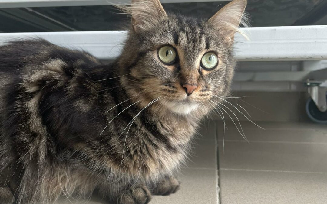 Bonnie – Adoptée en Octobre 2025