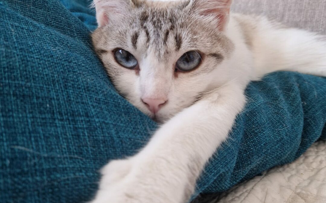 Yuki – Adoptée en Octobre 2025
