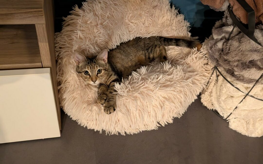 Austyn – Adoptée en Décembre 2025