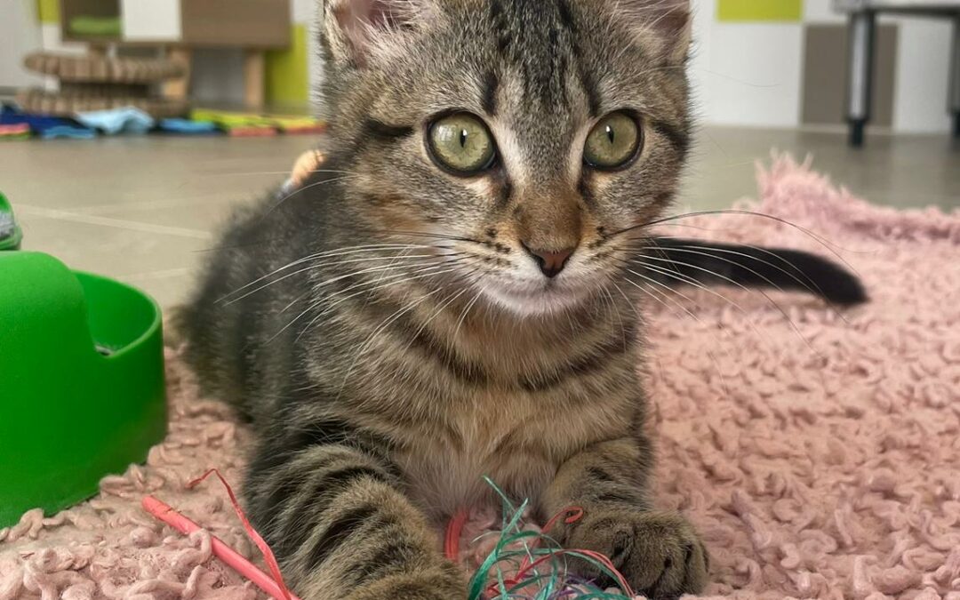 Soumy – Adoptée en Novembre 2025