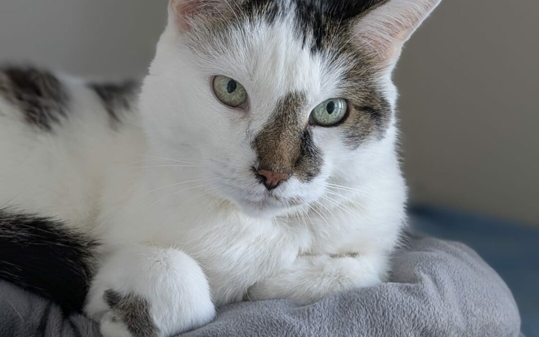 Pilou – Adopté en Février 2026