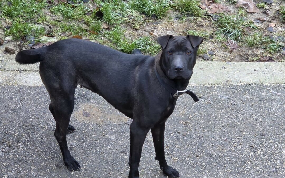 Aby – Adoptée en Février 2026