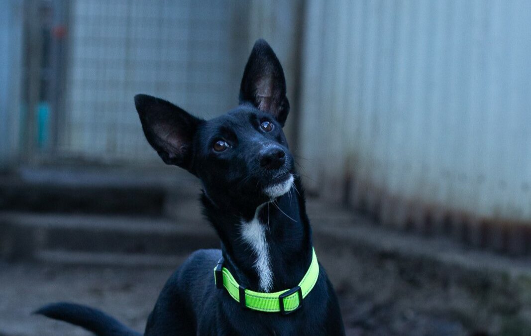 Angel – Adopté en Janvier 2026