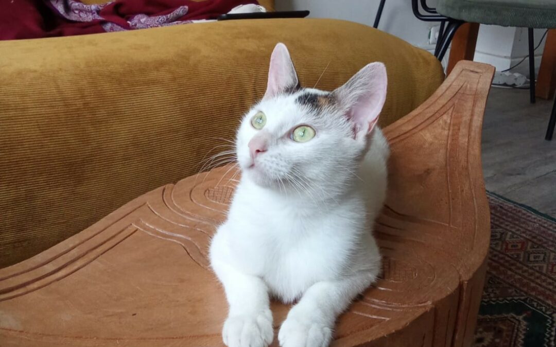 Ariane – Adoptée en Novembre 2025