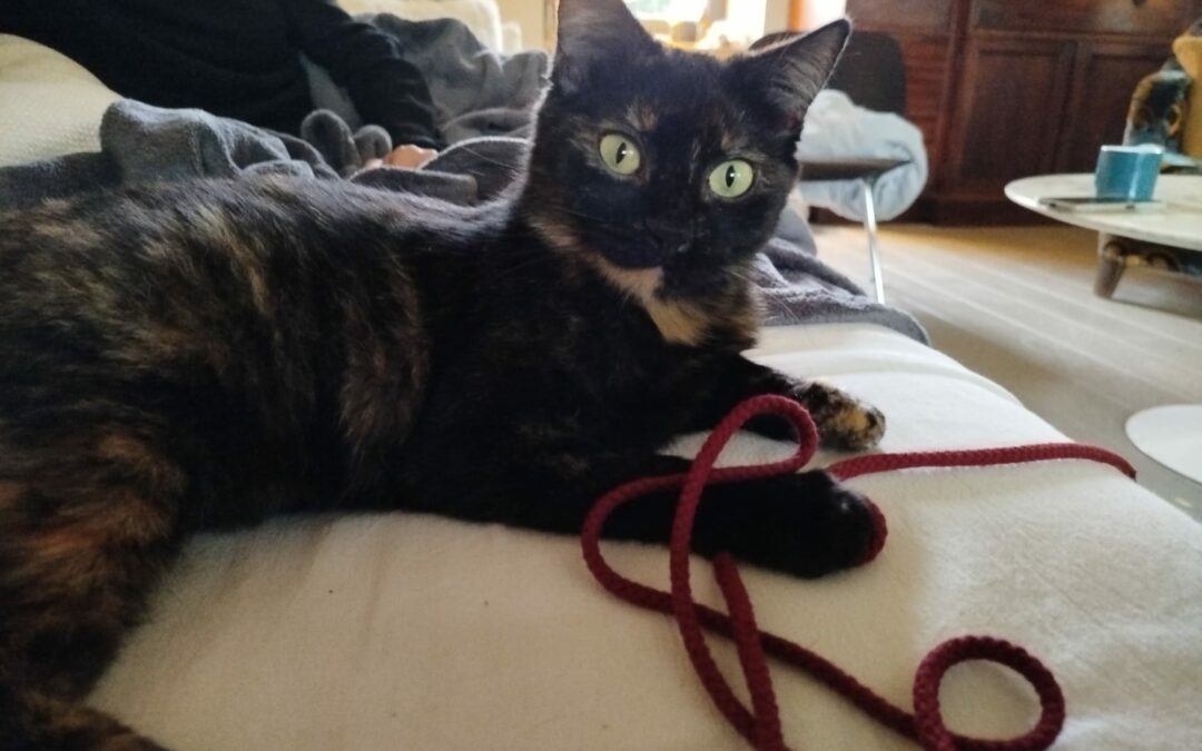 Bridget – Adoptée en Novembre 2025