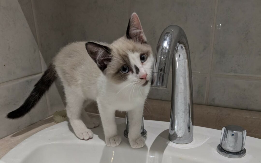 Kali – Adoptée en Décembre 2025