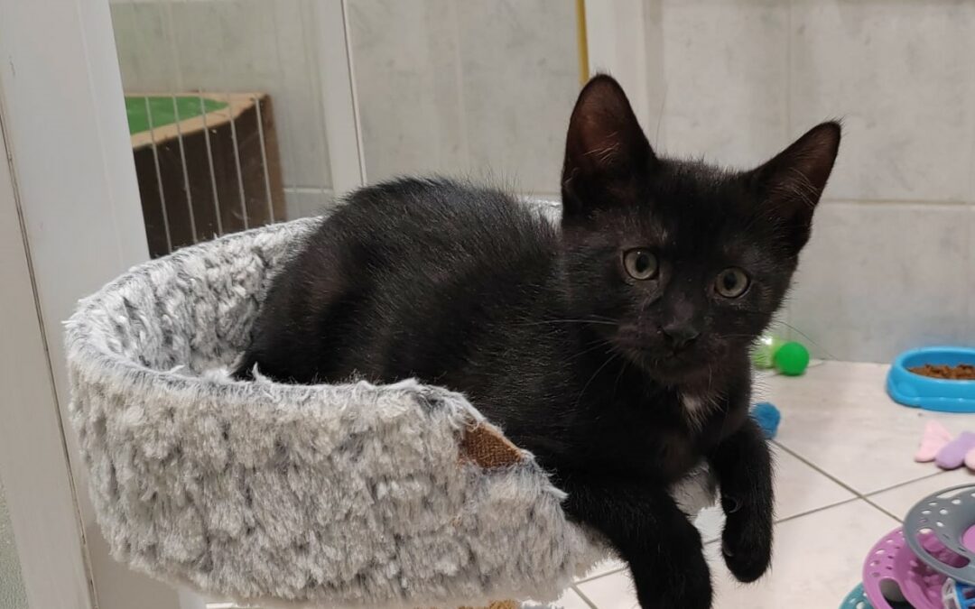 Loki – Adopté en Novembre 2025