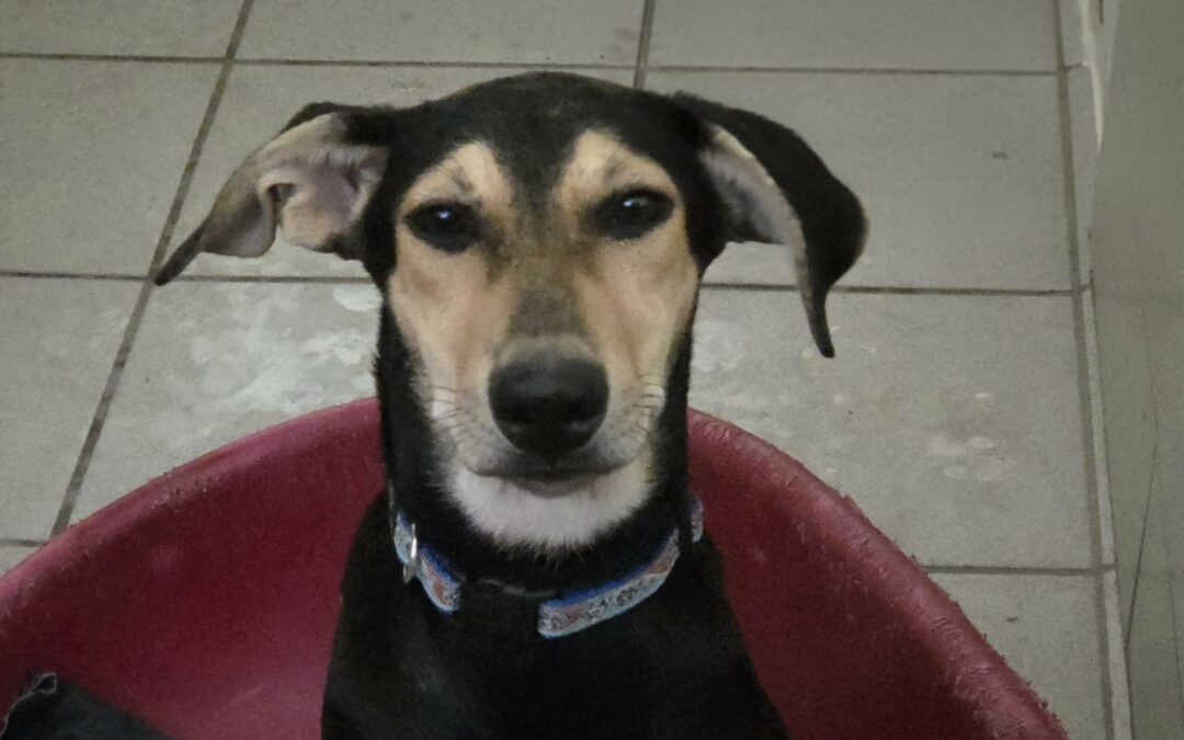 Malika – Adoptée en Décembre 2025