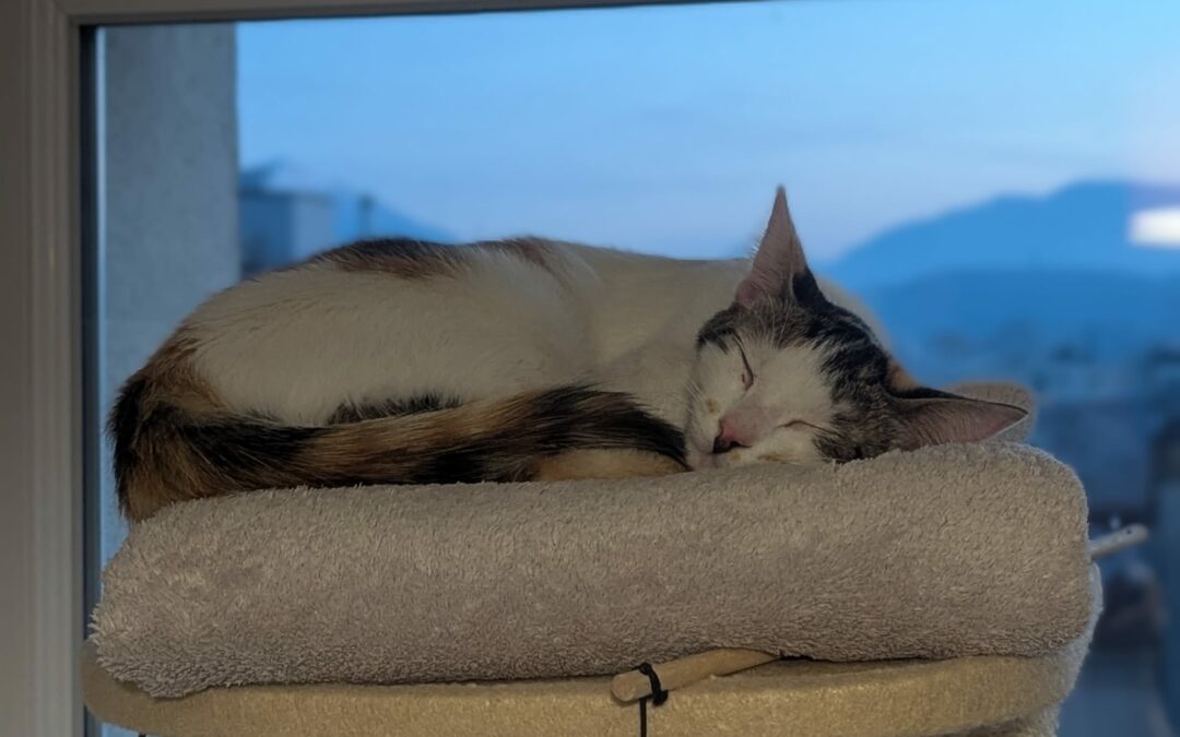 Malina – Adoptée en Février 2026