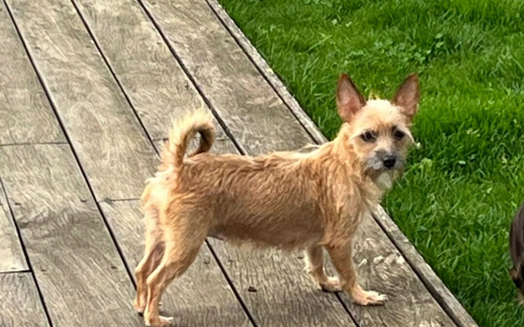 Roxhye – Adoptée en Novembre 2025