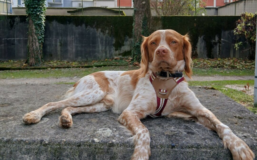 Tobby – Adopté en Novembre 2025