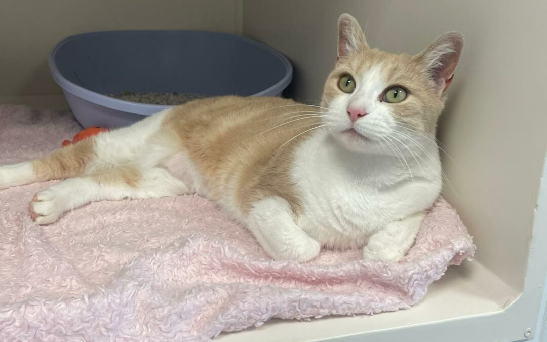 Tessy – Adoptée en Novembre 2025