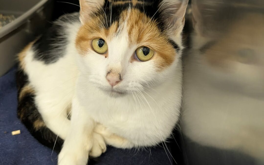 Sally – Adoptée en Janvier 2026