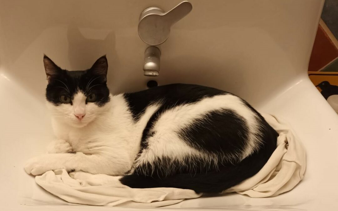 Baloo – Adopté en Janvier 2026