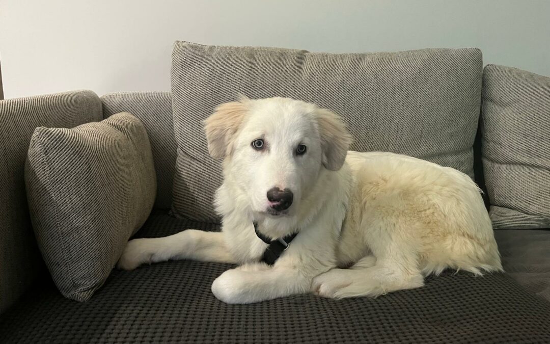 Bella – Adoptée en Décembre 2025