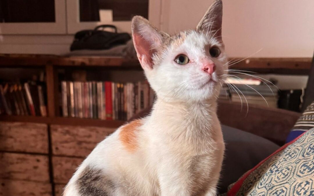 Bianca – Adoptée en Janvier 2026
