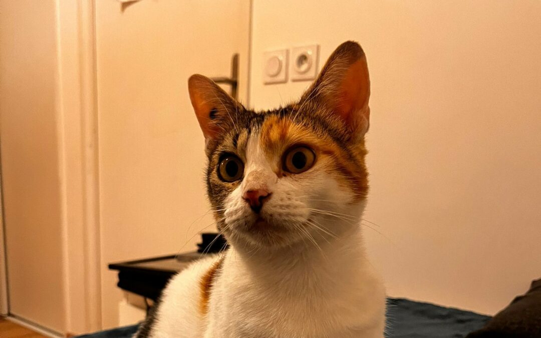 Carlotta – Adoptée en Février 2026