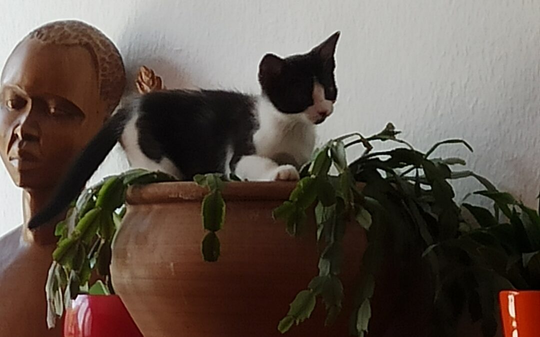 Daria – Adoptée en Javier 2026