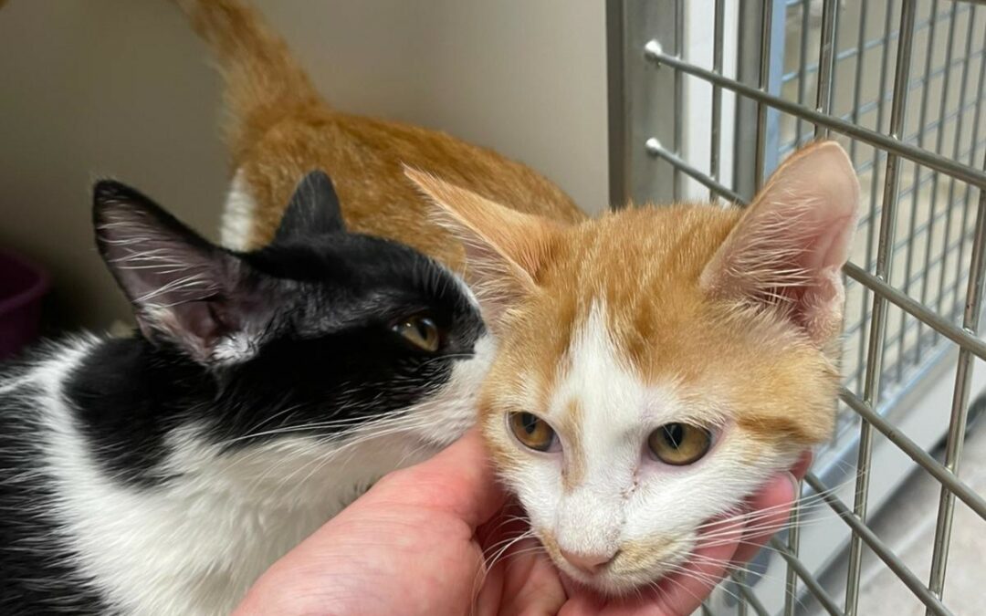 Dan & Delila – Adoptés en Décembre 2025