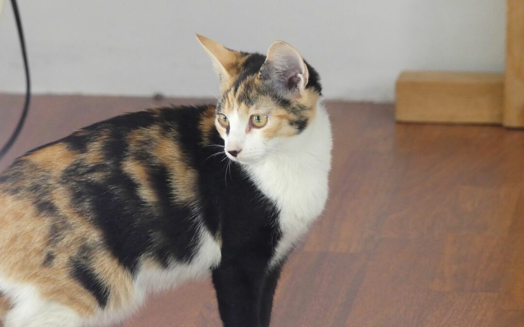 Gypsy – Adoptée en Janvier 2026