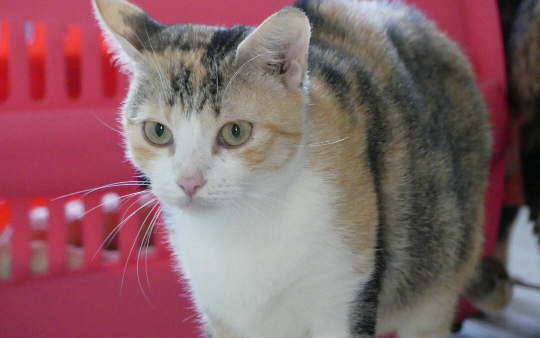 Gina – Adoptée en Février 2026