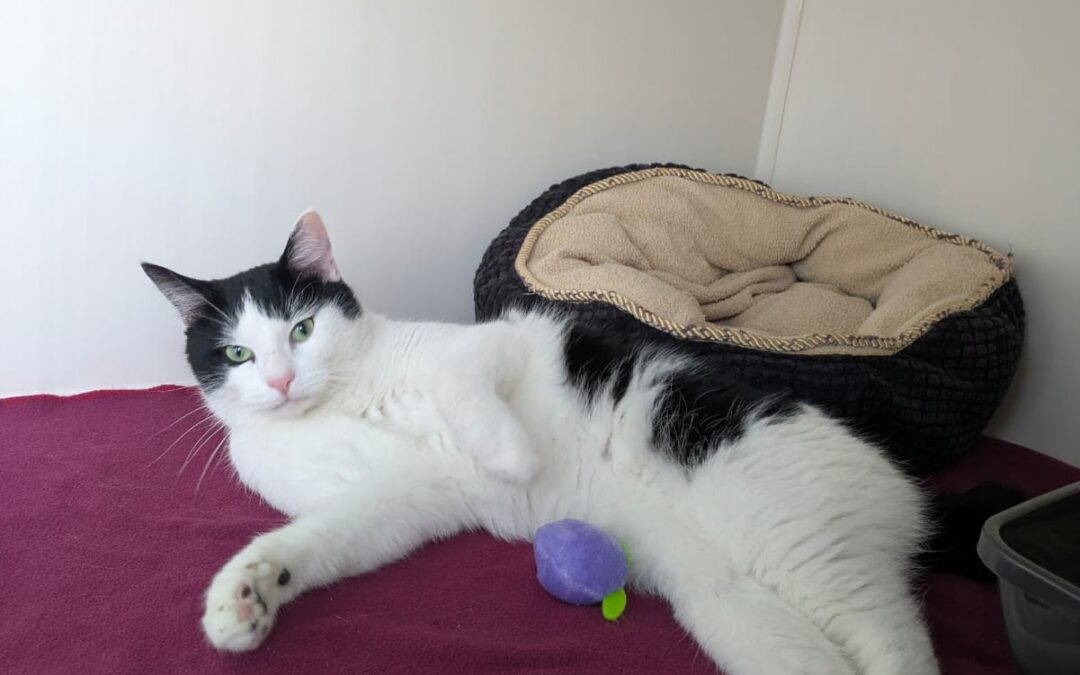 Felix – Adopté en Janvier 2026