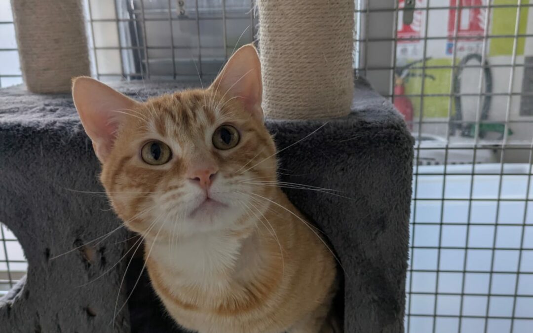 Loki – Adopté en Décembre 2025