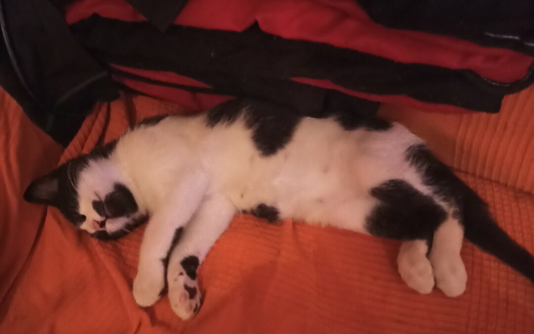Mafalda – Adoptée en Janvier 2026