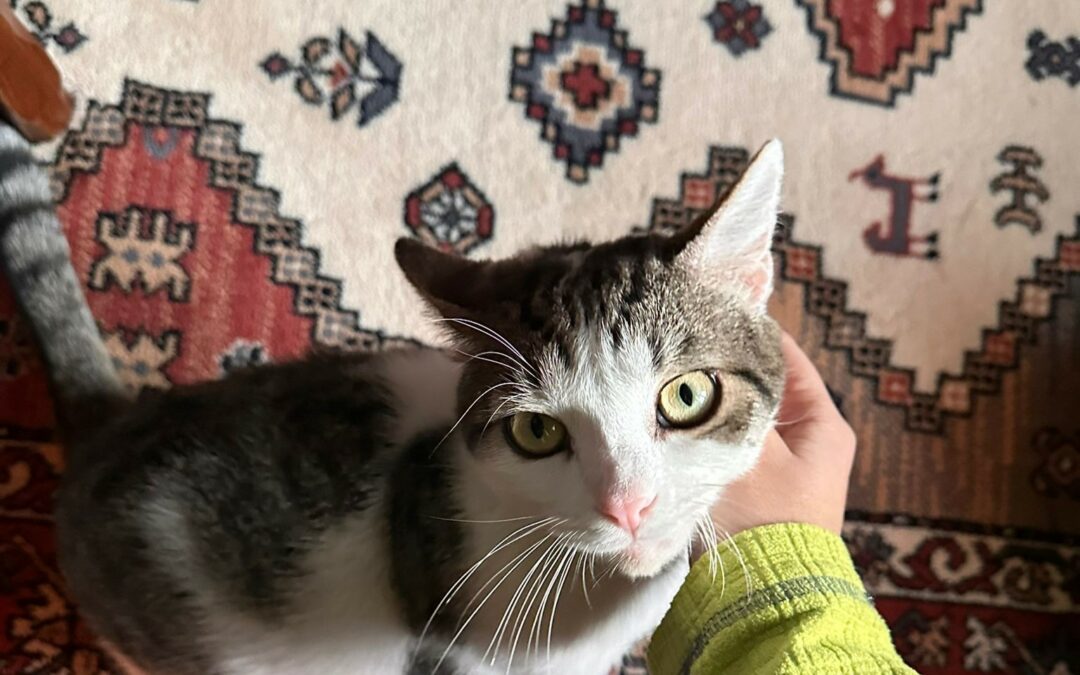 Marvin – Adopté en Janvier 2026