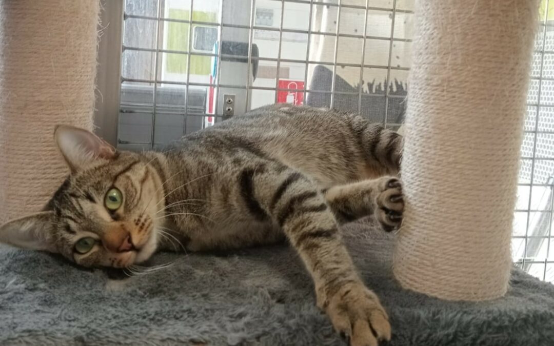 Siya – Adoptée en Janvier 2026