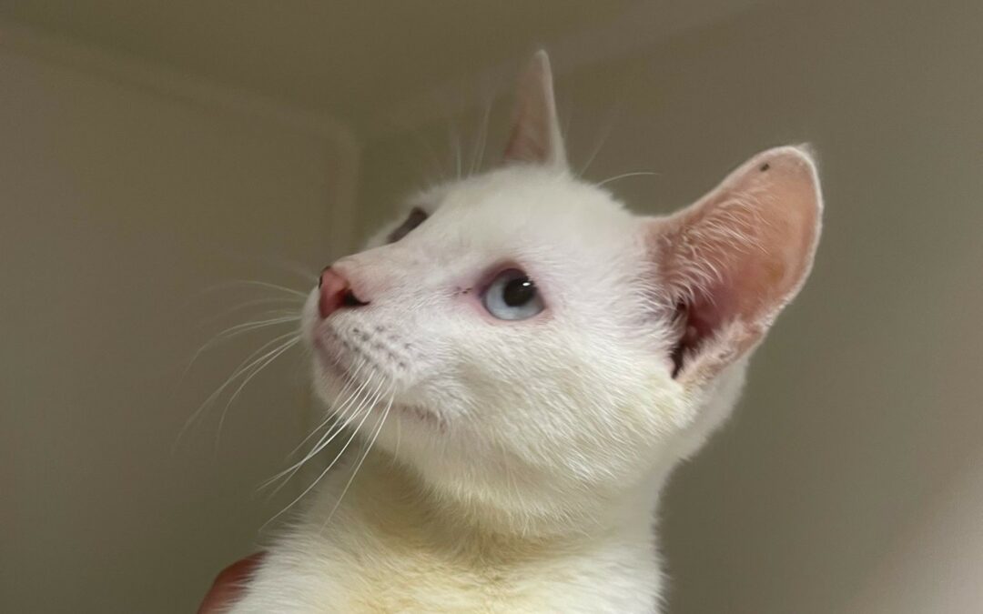Sunny – Adopté en Décembre 2025