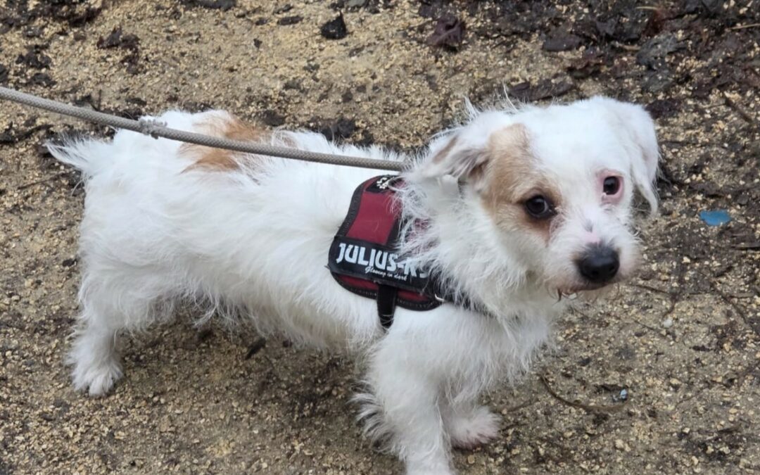 Alexandro – Adopté en Février 2026