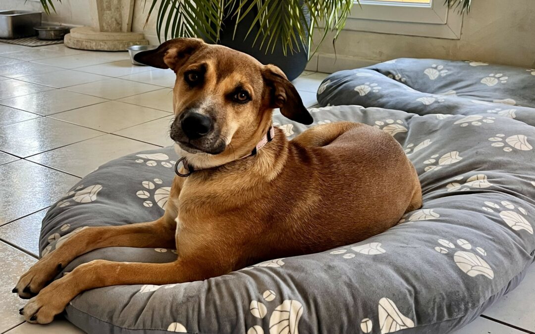 Amaya – Adoptée en Janvier 2026