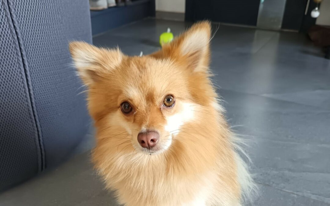 Cookie – Adopté en Janvier 2026