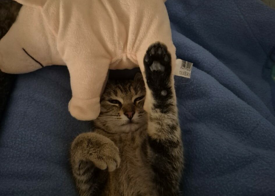 Ginny – Adoptée en Février 2026