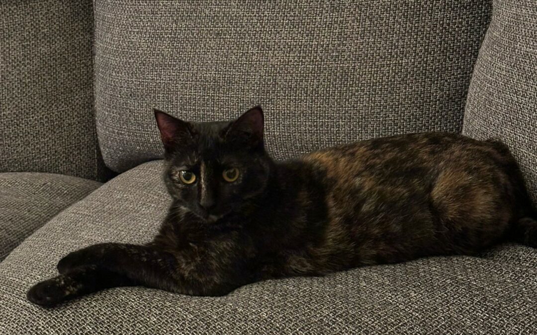 Ollie – Adoptée en Mars 2026