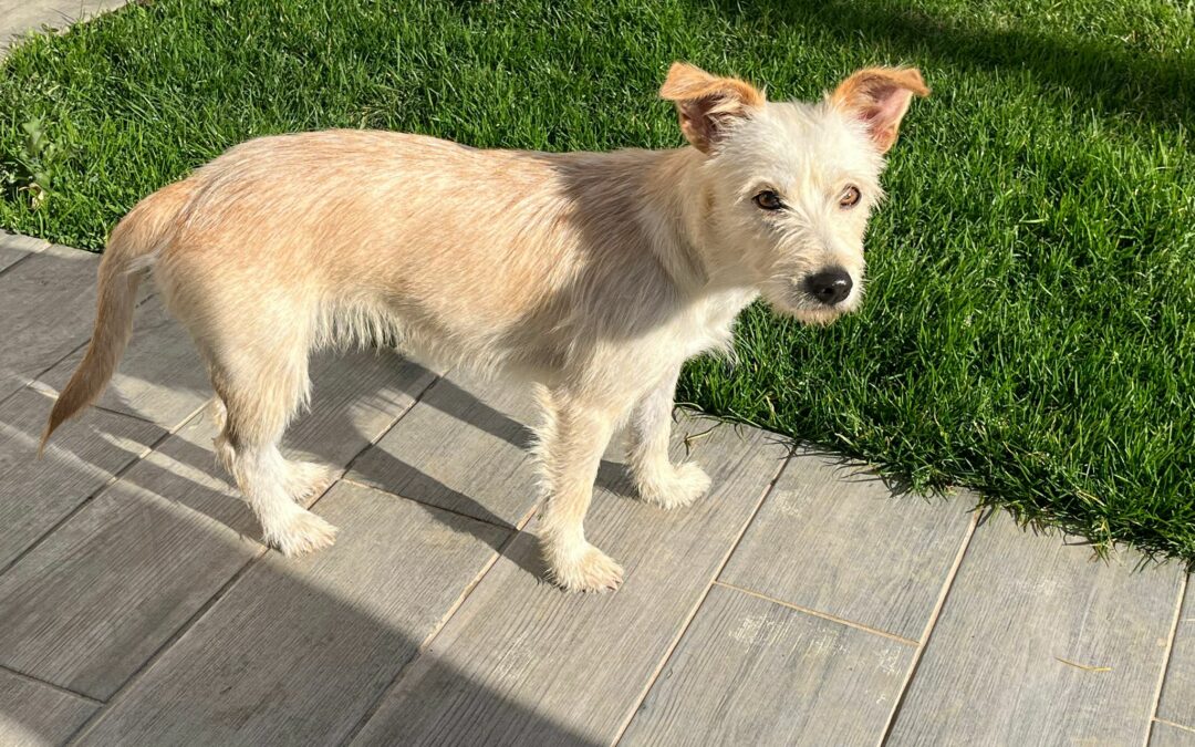 Aiko – Adoptée en Mars 2026